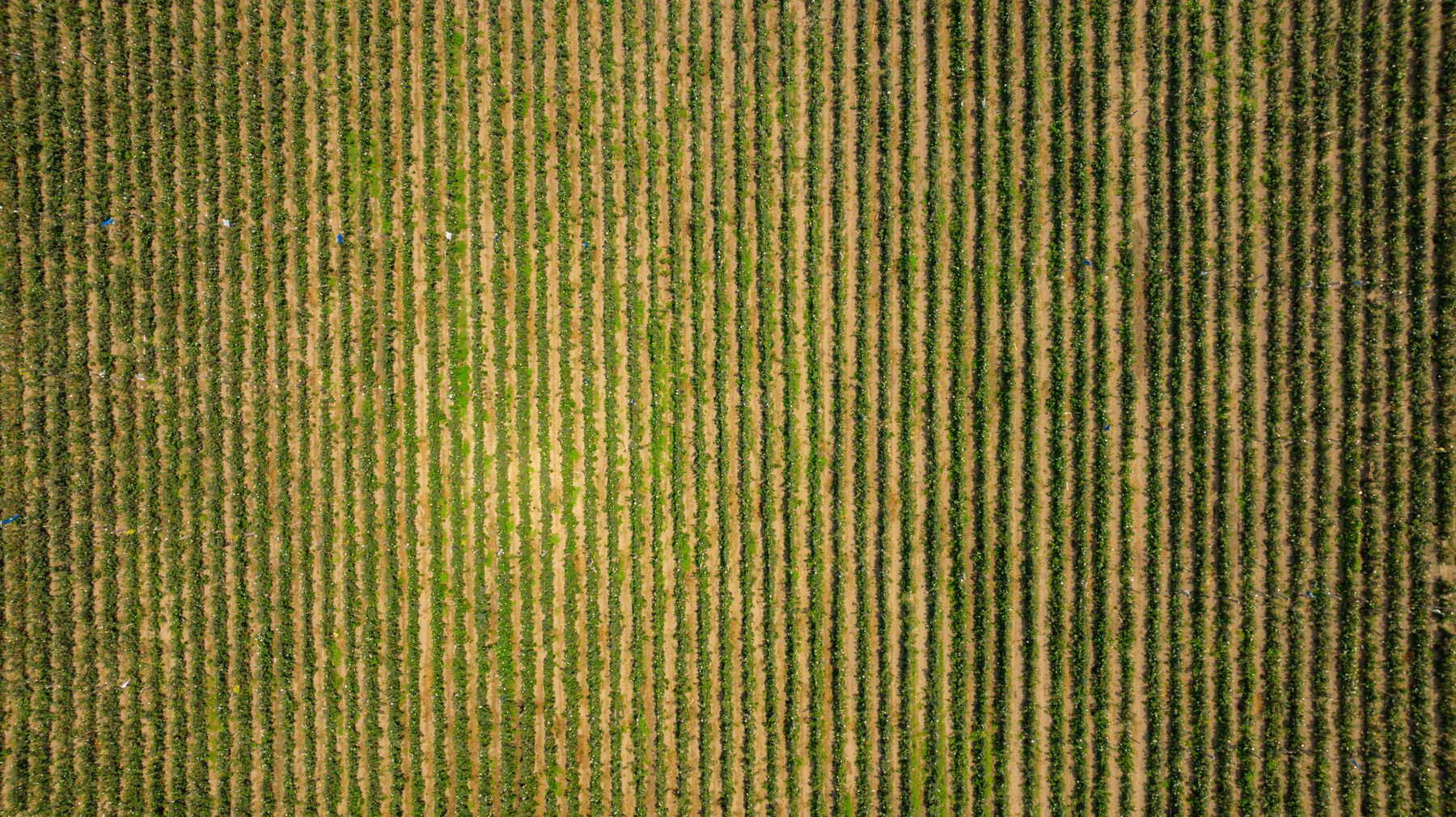 Aerial view of vibrant green crop rows — agriculture and land survey services