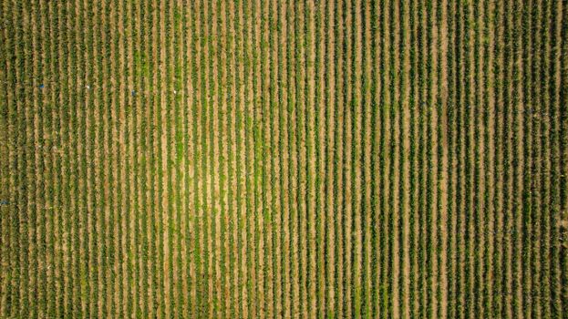 Drone shot capturing rows of a vibrant green agricultural field from above.
