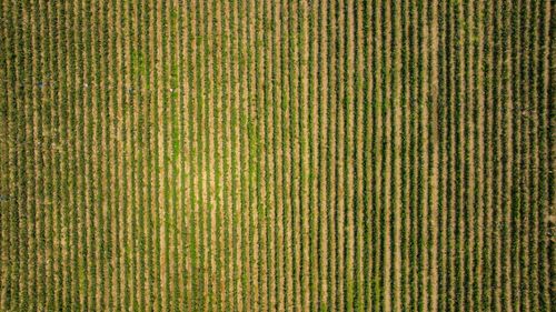 Free Drone shot capturing rows of a vibrant green agricultural field from above. Stock Photo