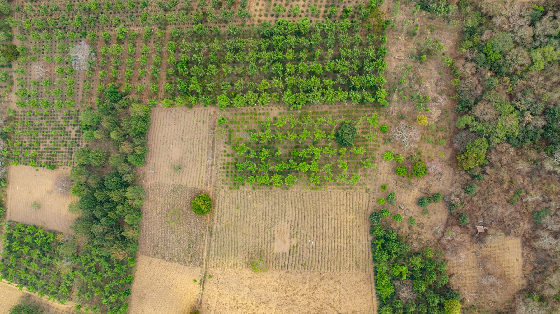 Agricultural fields showing the landscape of cultivation