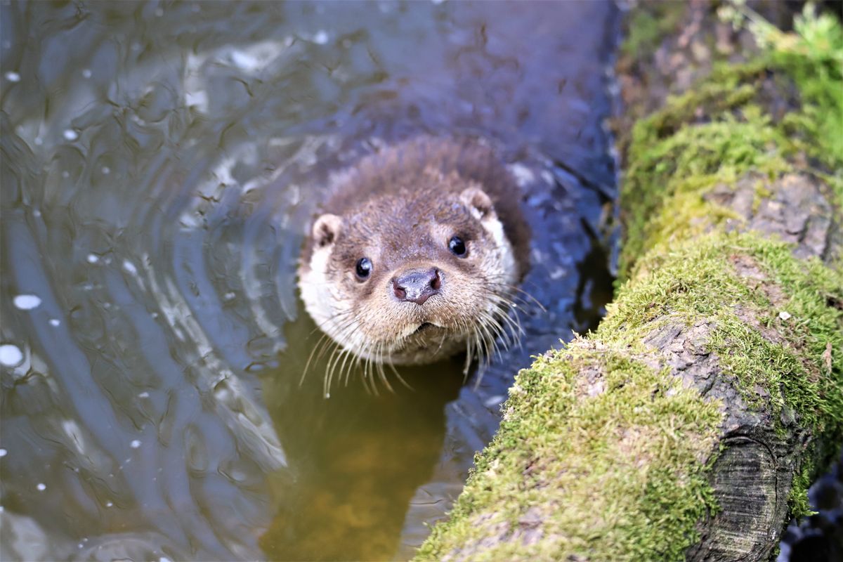 Loutre de compagnie : peut-on en adopter une en France ? (2026)