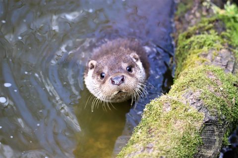 Loutre de compagnie : peut-on en adopter une en France ? (2026)