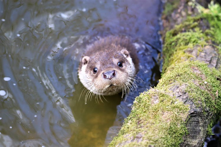 An Otter In The Water