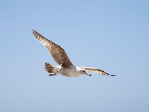 加州鷗, 海鳥, 鳥類攝影 的 免費圖庫相片