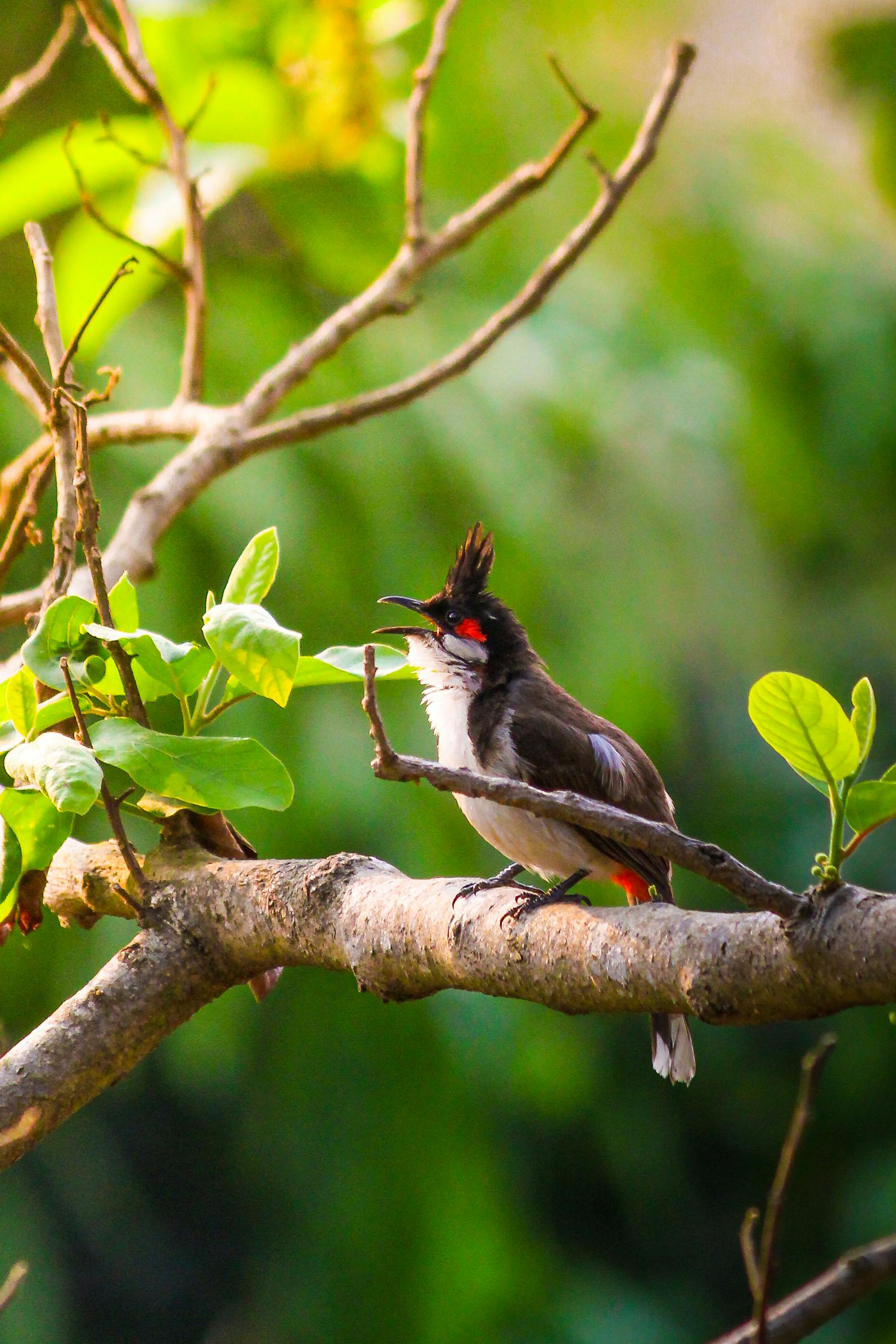 Mobile wallpaper: Birds, Animal, Bulbul, 1186372 download the picture for  free.