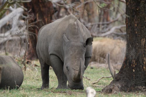 A Rhinoceros Eating Grass