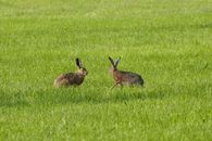 Zwei Hasen auf der Wiese