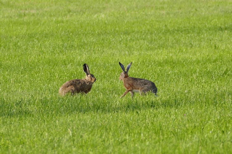 Rabbits On The Grass Field