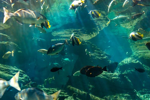 Free School of Fish Underwater Stock Photo