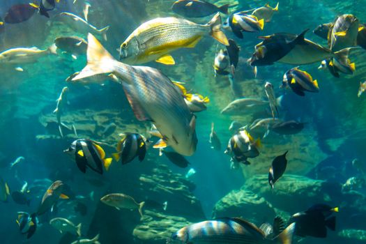 Colorful fish swimming underwater in an aquarium with natural lighting.
