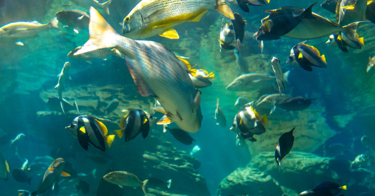 Assorted Fish Swimming Underwater 路 Free Stock Photo