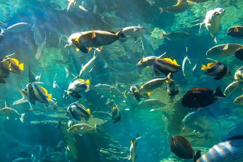 Ilmainen kuvapankkikuva tunnisteilla akvaario, kala, kalaparvi