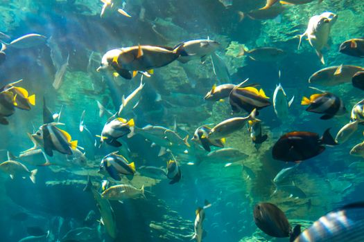 Colorful tropical fish swimming in an aquarium showcasing diverse marine life.