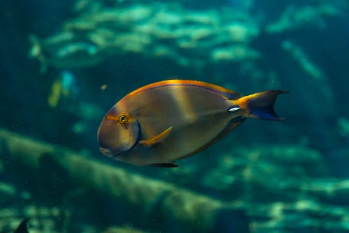 Eye-stripe Surgeon Fish in Close-up Shot