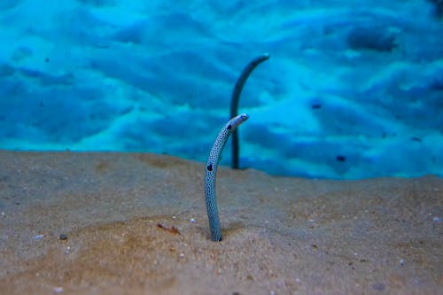Free Close-Up Shot of Heteroconger in Aquarium Stock Photo
