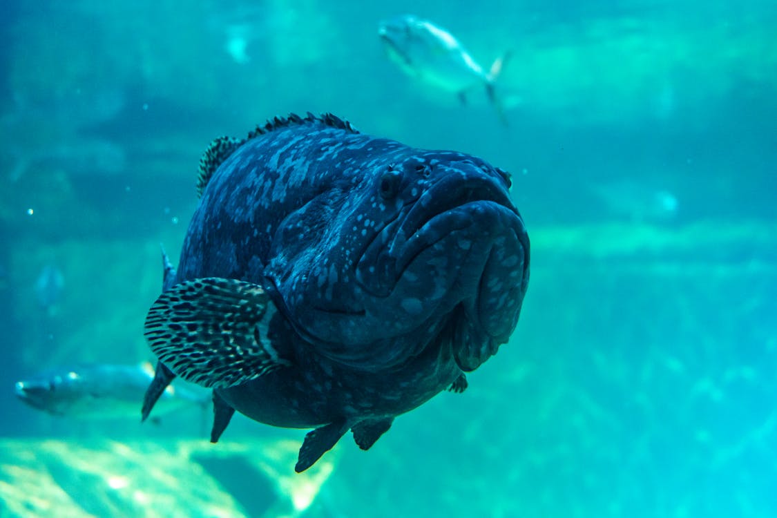 Grouper in Close-up Photography