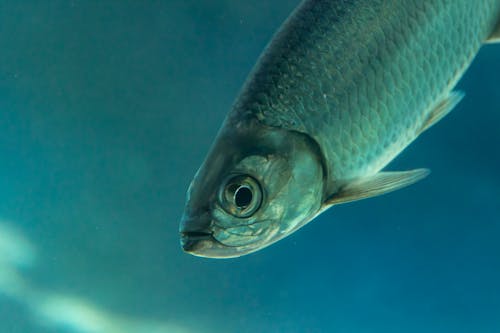 Close-up Shot of Silver Fish Underwater