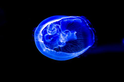 Free A glowing blue jellyfish elegantly floats in a captivating and dark underwater scene, showcasing its beauty. Stock Photo