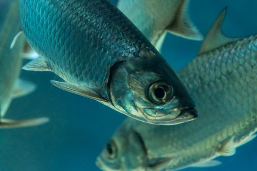 Free Close-up image of a silver tarpon swimming in an aquarium, showcasing its scales and fins. Stock Photo