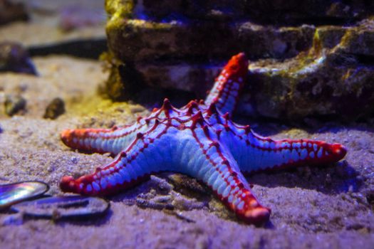 starfish photo