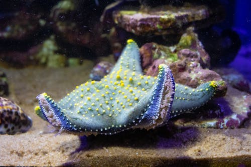 Free Blue Starfish Inside an Aquarium Stock Photo
