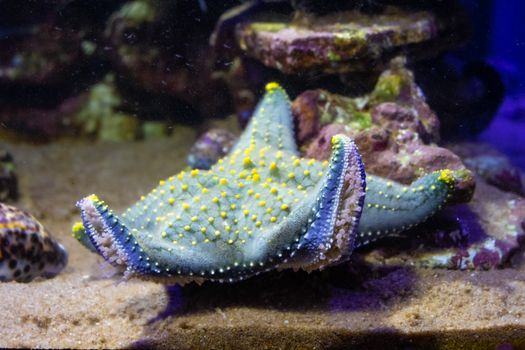 Detailed view of a vibrant starfish resting on sand and rocks inside an aquarium.