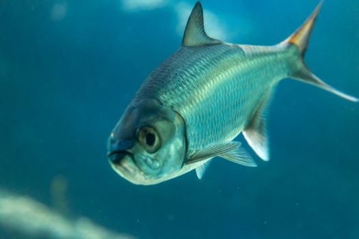 Detailed close-up of a tarpon fish with blue scales swimming underwater, showcasing its marine beauty.
