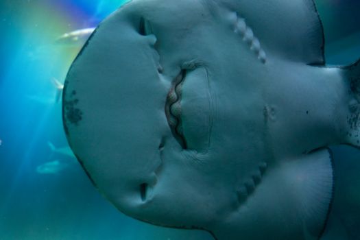Stunning close-up underwater shot of a stingray in its natural habitat.