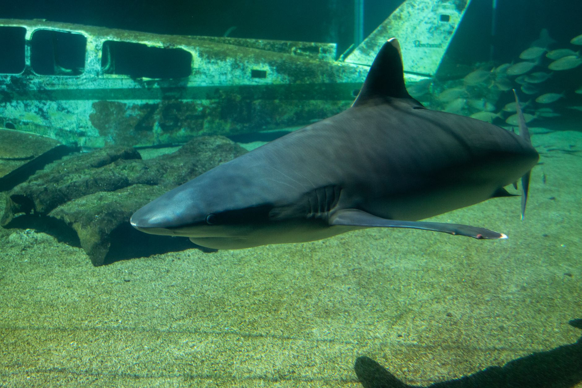 Close-up of a tiger shark swimming in an aquarium with a sunken airplane in the background.