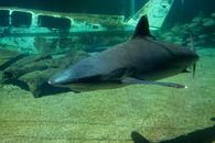 Grey Shark in Body of Water