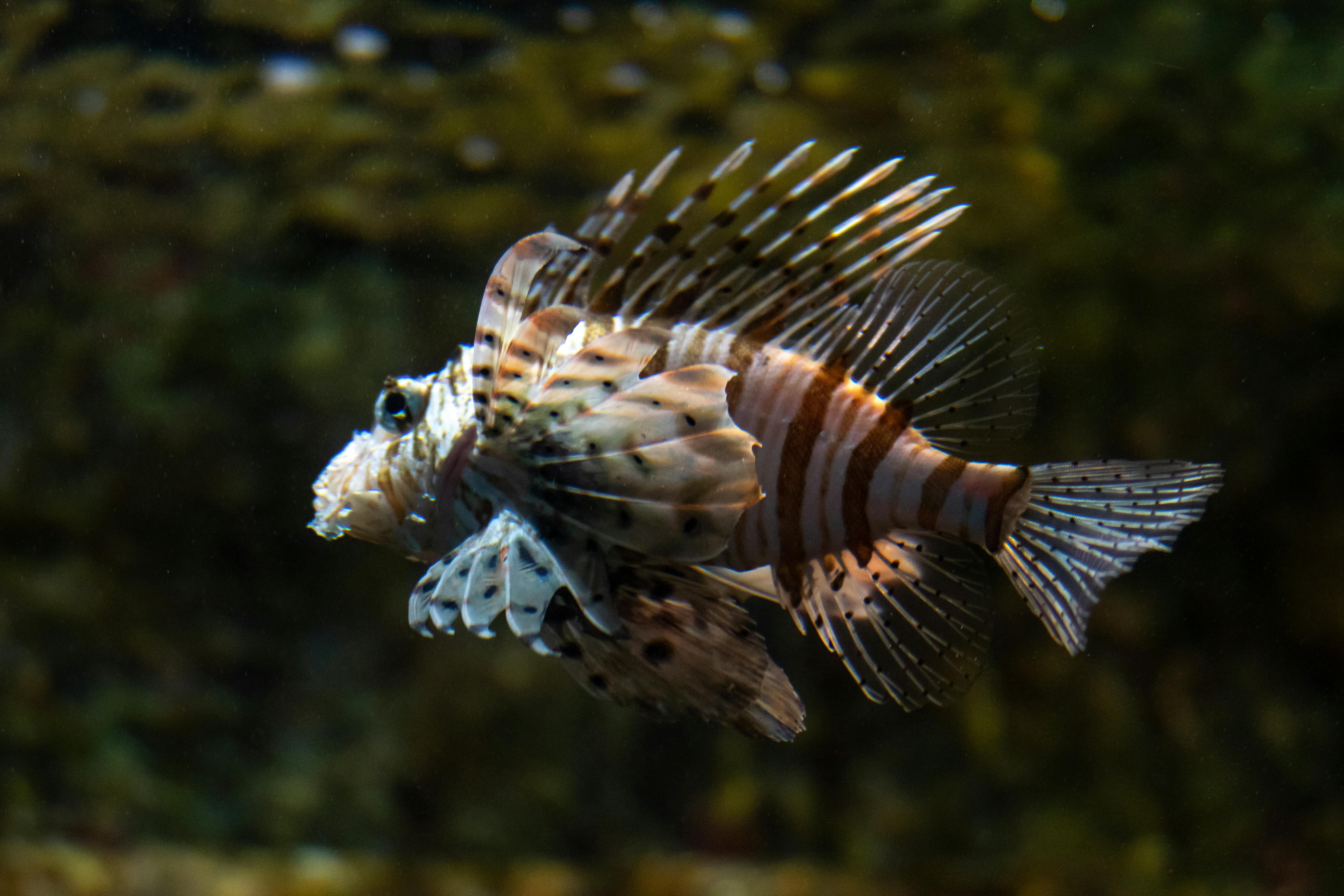 Side view of a red lionfish swimming gracefully in an aquarium setting.