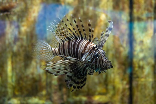 Fotobanka s bezplatnými fotkami na tému akvárium, exotický, plávanie