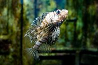 Brown and White Fish in Close Up Photography