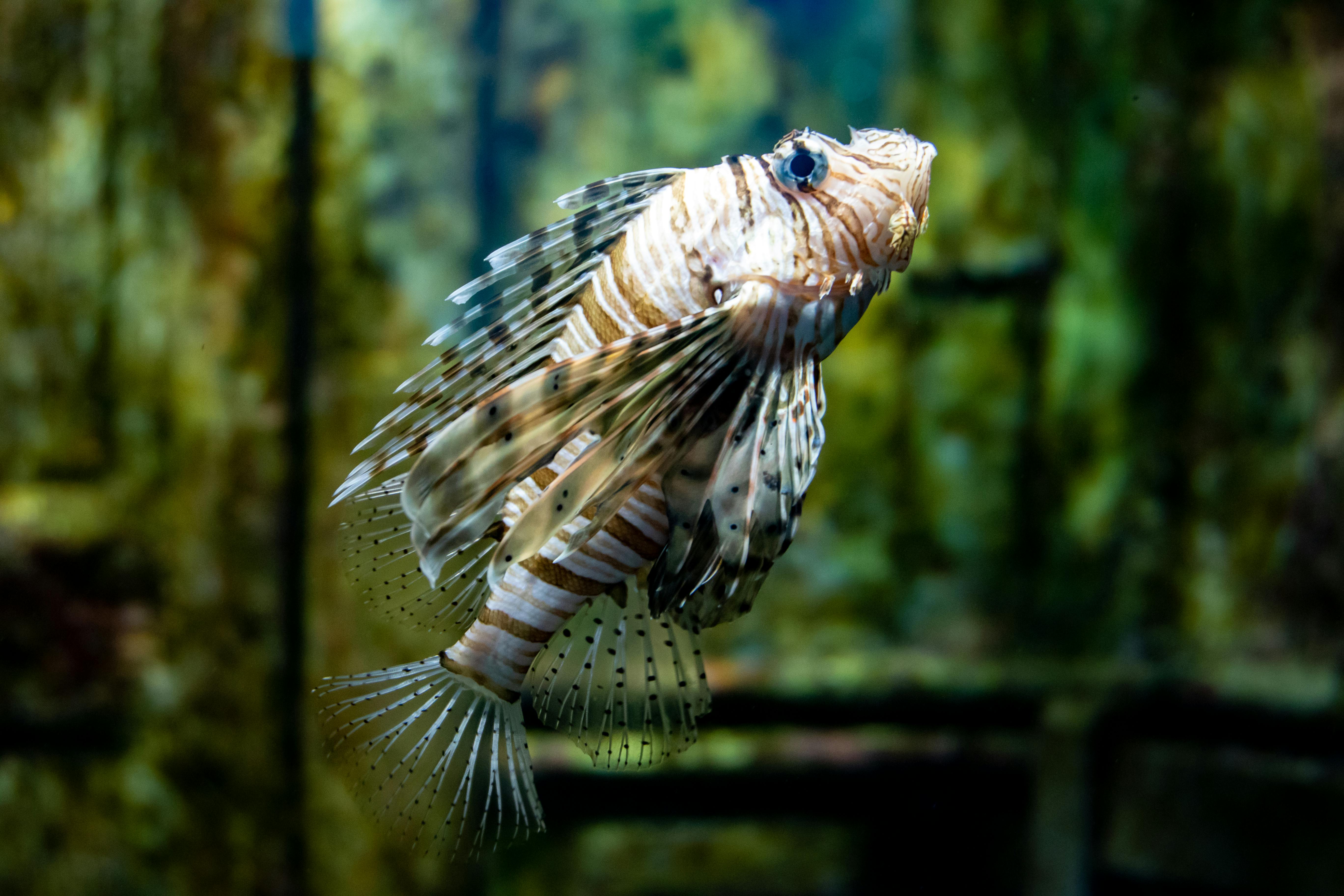 10,000+ Best Fish Images · 100% Free Download · Pexels Stock Photos