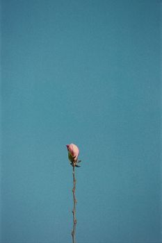 A minimalist shot of a single pink flower bud with a blue sky background, perfect for floral-themed projects.