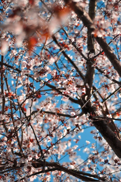 Fotos de stock gratuitas de floración de cerezos, floreciente, Flores rosadas