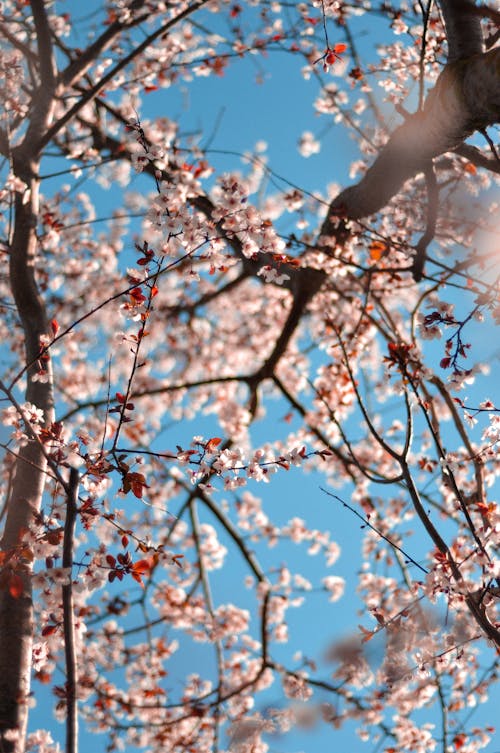 Free Cherry Blossom Trees under a Blue Sky Stock Photo
