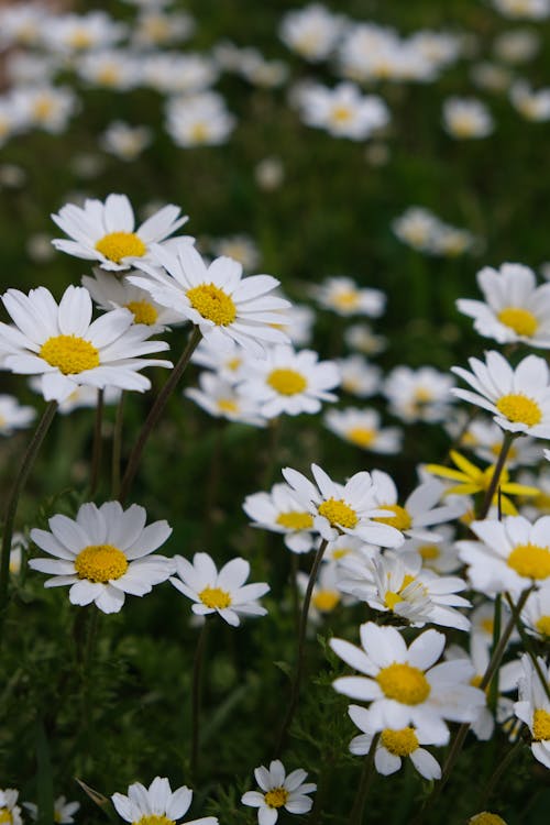Free White Daisy Flowers in the Field Stock Photo
