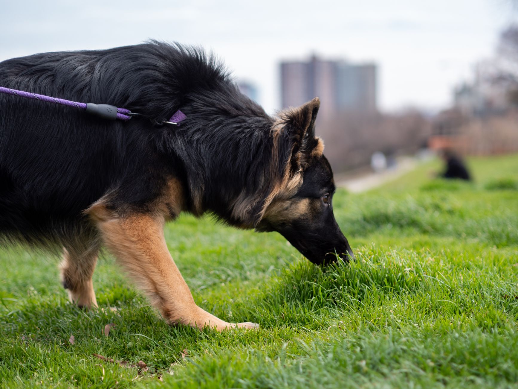 Dog stopping to sniff grass during a walk on leash