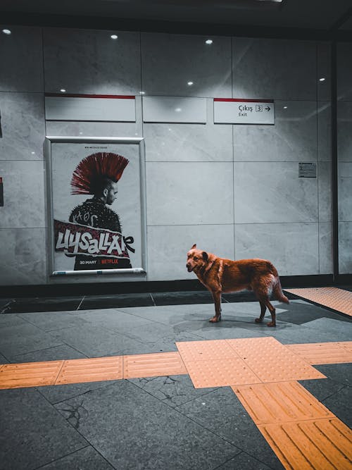 Free A Brown Dog on the Hallway Stock Photo