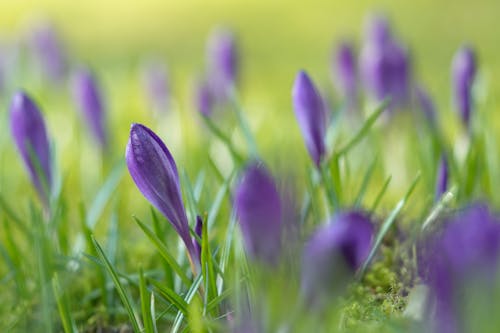 Purple Crocus Flowers on the Ground