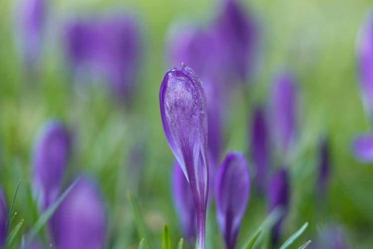 Close-Up Shot Of Lila Krokus