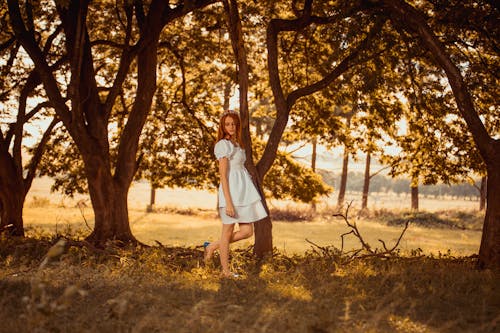 Gratis stockfoto met bladeren, bomen, bruin haar