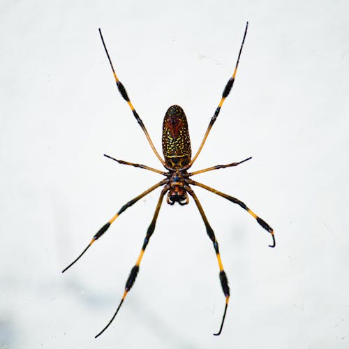 Free 
A Macro Shot of a Golden Silk Orb Weaver Spider Stock Photo
