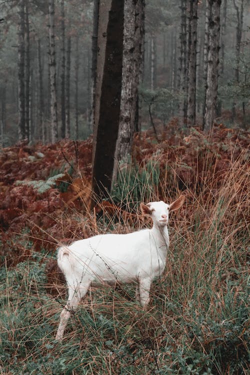 Free White Goat Standing Beside the Tress Stock Photo