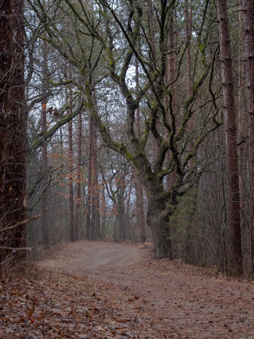 Dirt Road Between Tall Trees