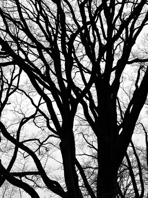 Free Silhouette of a Leafless Tree Stock Photo