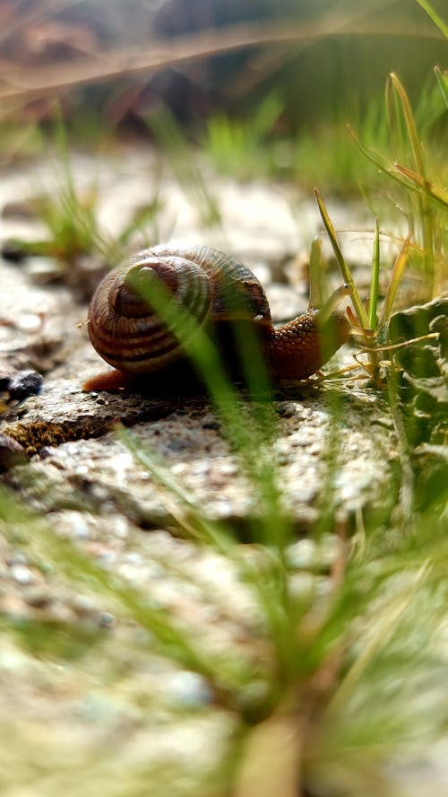 Fotos de stock gratuitas de animal, arrastrándose, caracol