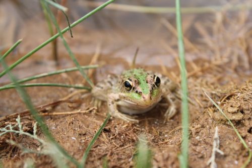 Free A close-up of a frog on wet land surrounded by grasses in its natural habitat. Stock Photo