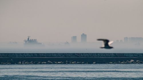 Free Seagull in flight over a foggy harbor with distant ships and buildings in the background. Stock Photo